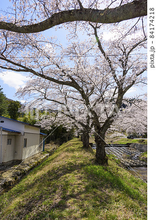桜 宮城の小さな温泉 川渡温泉にて 桜 宮城の小さな温泉 川渡温泉にて 84174218