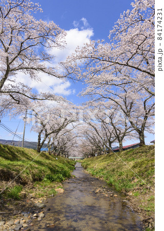 桜 宮城の小さな温泉 川渡温泉にて 桜 宮城の小さな温泉 川渡温泉にて 84174231