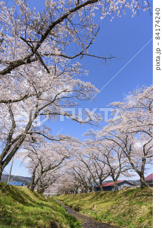 桜 宮城の小さな温泉 川渡温泉にて 桜 宮城の小さな温泉 川渡温泉にて 84174240