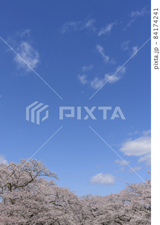 桜 宮城の小さな温泉 川渡温泉にて 桜 宮城の小さな温泉 川渡温泉にて 84174241