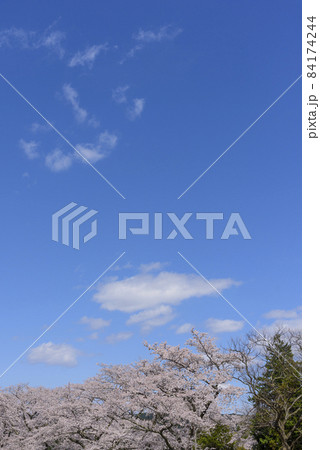 桜 宮城の小さな温泉 川渡温泉にて 桜 宮城の小さな温泉 川渡温泉にて 84174244