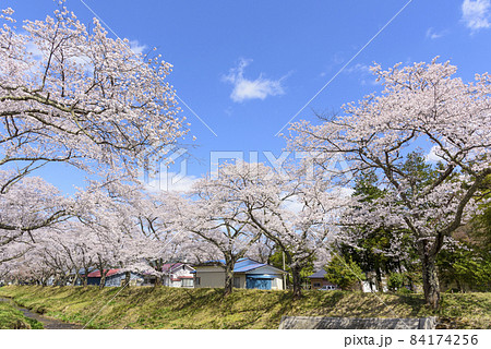 桜 宮城の小さな温泉 川渡温泉にて 桜 宮城の小さな温泉 川渡温泉にて 84174256
