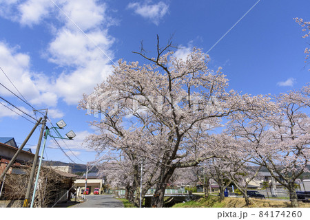桜 宮城の小さな温泉 川渡温泉にて 桜 宮城の小さな温泉 川渡温泉にて 84174260
