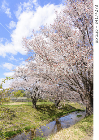 桜 宮城の小さな温泉 川渡温泉にて 桜 宮城の小さな温泉 川渡温泉にて 84174273
