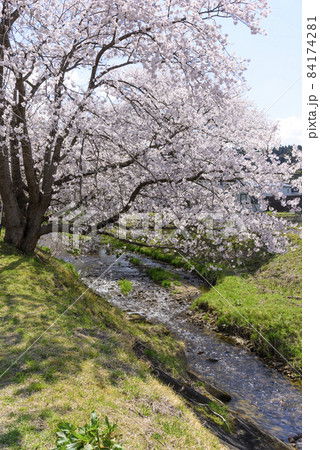 桜 宮城の小さな温泉 川渡温泉にて 桜 宮城の小さな温泉 川渡温泉にて 84174281