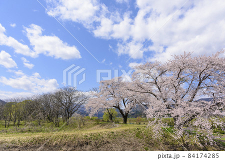 桜 宮城の小さな温泉 川渡温泉にて 桜 宮城の小さな温泉 川渡温泉にて 84174285
