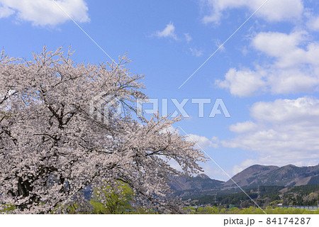 桜 宮城の小さな温泉 川渡温泉にて 桜 宮城の小さな温泉 川渡温泉にて 84174287
