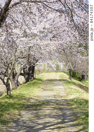 桜 宮城の小さな温泉 川渡温泉にて 桜 宮城の小さな温泉 川渡温泉にて 84174307