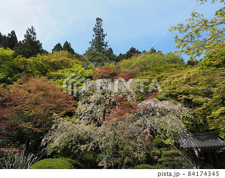 京都洛西金蔵寺の春 京都洛西金蔵寺の春 84174345