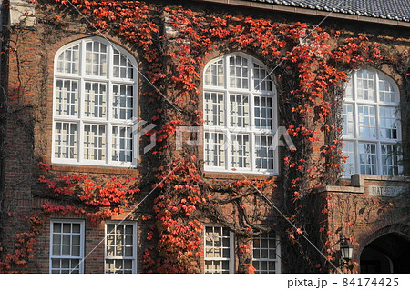 11月　豊島26立教大学校舎とツタ(蔦)の紅葉 84174425