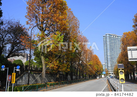 11月　港区1571ユリノキ並木の紅葉･南青山･環状3号線 84174482