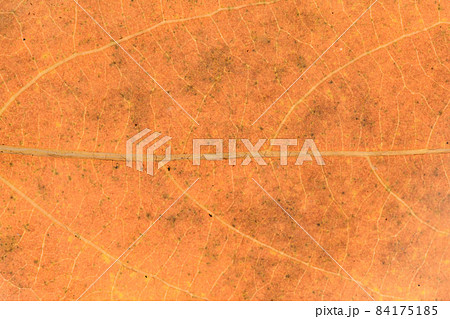 落葉樹・ヤマコウバシ（山香し）の紅葉と葉脈 84175185