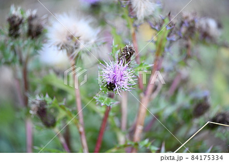ハマアザミ（浜薊） 84175334
