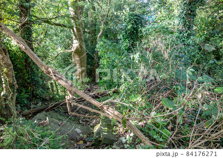 Fallen tree is blocking path in Raphoe, County Donegal - Ireland 84176271