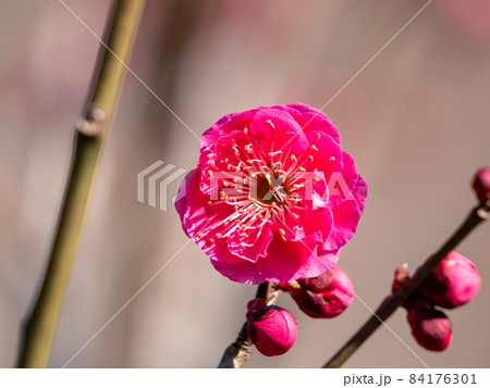 春が近づく梅の季節 紅梅 春が近づく梅の季節 紅梅 84176301