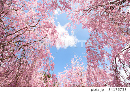 【奈良県】4月・青空と満開の枝垂れ桜　 84176733