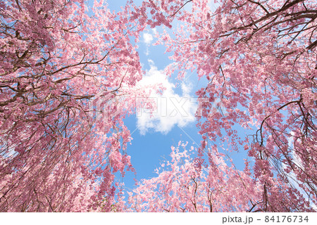 【奈良県】4月・青空と満開の枝垂れ桜 【奈良県】4月・青空と満開の枝垂れ桜 84176734
