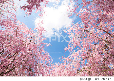 【奈良県】4月・青空と満開の枝垂れ桜　 84176737