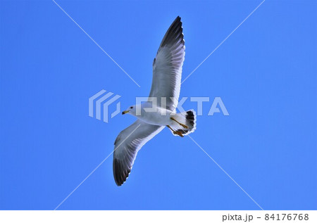 ウミネコ 84176768