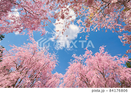 【奈良県】4月・青空と満開の枝垂れ桜 【奈良県】4月・青空と満開の枝垂れ桜 84176806