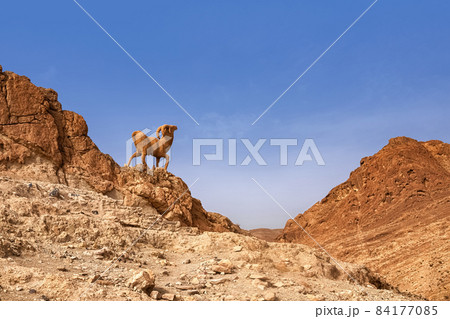 Mountain oasis Chebik, Sahara Desert, mountain peak in the desert with a sculpture of a mountain goat. Mountain oasis Chebik, Sahara Desert, mountain peak in the desert with a sculpture of a mountain goat. 84177085