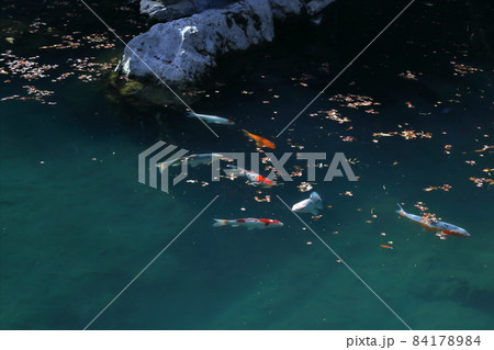 白龍湖 優雅に泳ぐ鯉 秋 (高知県 津野町) 白龍湖 優雅に泳ぐ鯉 秋 (高知県 津野町) 84178984