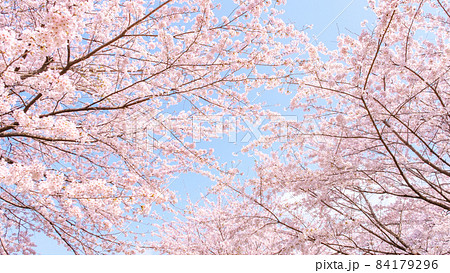 満開の桜 84179296