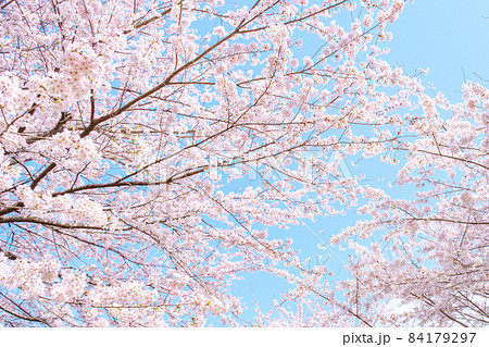 満開の桜 84179297