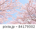 満開の桜 84179302