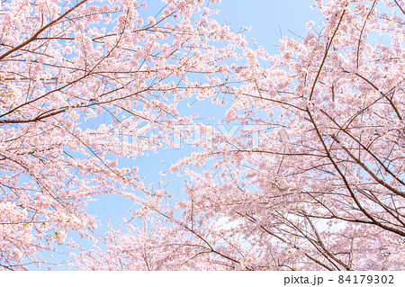 満開の桜 84179302