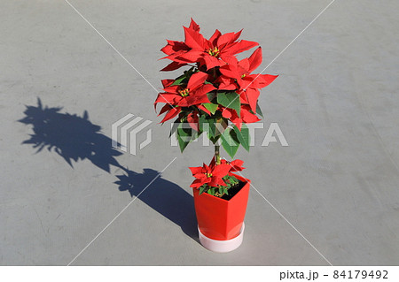 ポインセチア 84179492