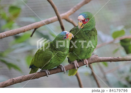 Psittacula krameri perched on a tree branch at the park Psittacula krameri perched on a tree branch at the park 84179796