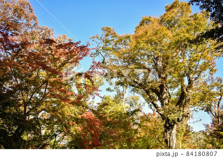 北野天満宮・もみじ苑の木々_秋の京都の紅葉_観光名所 84180807