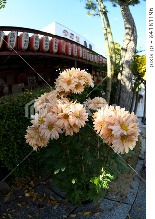 笠間の菊まつり 笠間の菊まつり 84181196