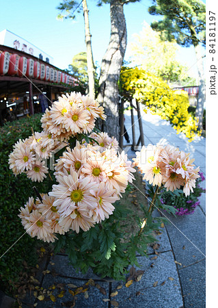 笠間の菊まつり 笠間の菊まつり 84181197