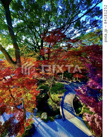 秋のもみじ祭り・竈門神社（太宰府/福岡） 84181252