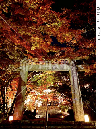 秋のもみじ祭り/ライトアップ・竈門神社（太宰府/福岡） 84181484