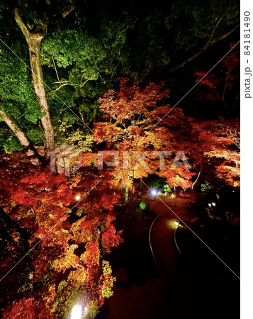 秋のもみじ祭り/ライトアップ・竈門神社（太宰府/福岡） 84181490