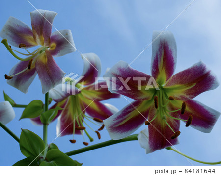 Lily flowers on a blue sky background. Flowers close-up. Lily flowers on a blue sky background. Flowers close-up. 84181644