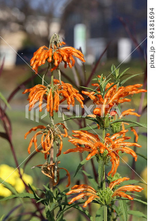 秋の公園に咲くレオノチスのオレンジ色の花 84181694