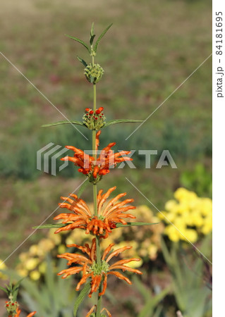 秋の公園に咲くレオノチスのオレンジ色の花 84181695