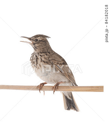 Crested Lark isolated on white background 84182018