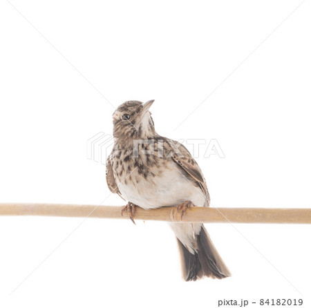 Crested Lark isolated on white background 84182019