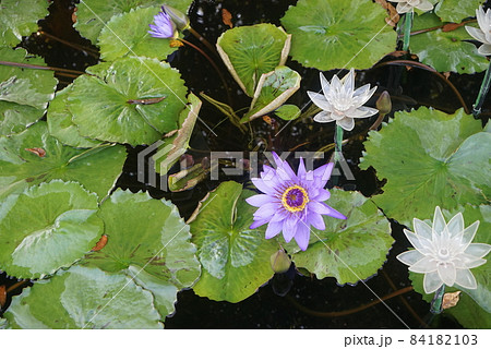 スイレンの花 スイレンの花 84182103