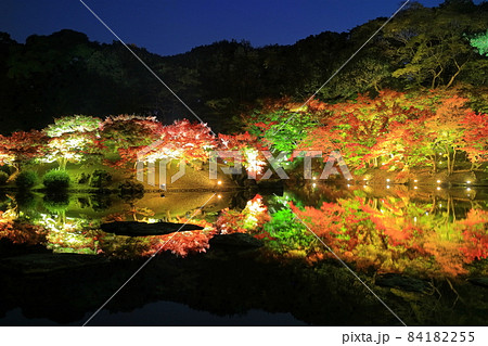 香川県 栗林公園の秋の紅葉ライトアップの写真素材