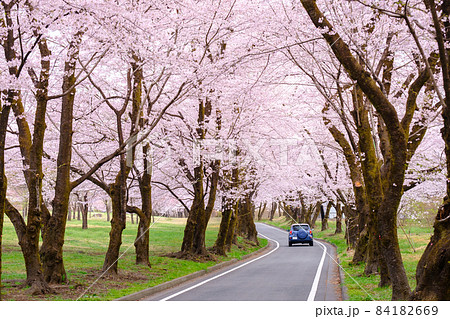 赤城南面千本桜 赤城南面千本桜 84182669