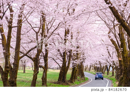 赤城南面千本桜 赤城南面千本桜 84182670