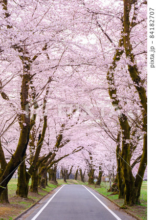 赤城南面千本桜 84182707