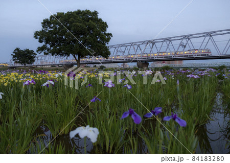 小岩菖蒲園を行く都営浅草線5300型 小岩菖蒲園を行く都営浅草線5300型 84183280
