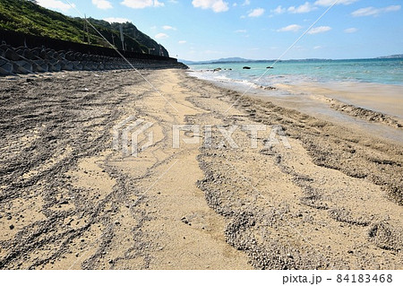 沖縄本島沿岸のビーチに漂着して海岸に積もる軽石(福徳岡ノ場由来) 沖縄本島沿岸のビーチに漂着して海岸に積もる軽石(福徳岡ノ場由来) 84183468